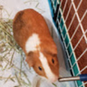 Meet your Posher, Paula